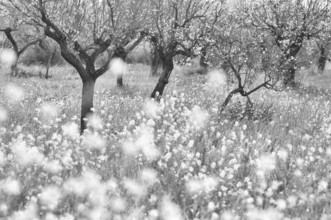 Almond blossom, almond trees, plantation, Bermuda buttercup (Oxalis pes-caprae), also known as low