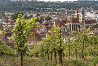 View over a vineyard to Esslingen with the parish church of St Dionys, Esslingen am Neckar,