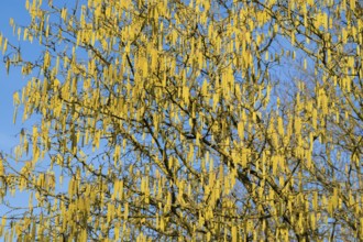 Common hazel (Corylus avellana) also known as hazel bush or hazelnut bush, male, yellow