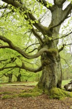 Gnarled old beech trees in the former Hutewald Halloh, Bad Wildungen, Kellerwald, Hesse, Germany,