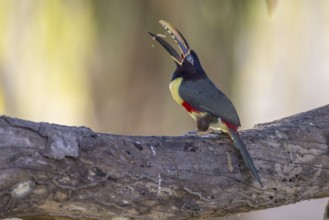 Brown-eared Aracari (Pteroglossus castanotis), throwing up food, Pantanal, Brazil, South America