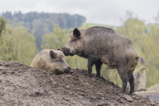 Two adult male wild boars (Sus scrofa) fight on a small hill. In the background you can see a