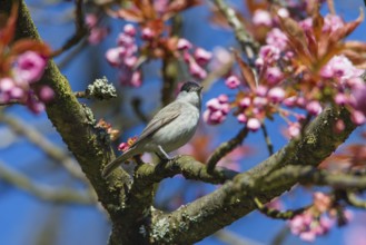 Blackcap (Sylvia atricapilla) adult male, perched in a flowering cherry tree, Hesse, Germany,