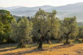 Olive trees growing in the tuscan landscape at sunrise, Chianti Region, Tuscany, Italy, Europe