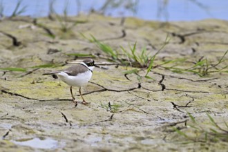 Little Ringed Plover (Charadrius dubius), standing in silt, Aue nature reserve, Reussegg, Sins,