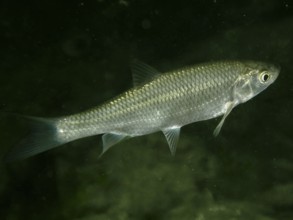 A scaly fish, chub, alet (Leuciscus cephalus), swimming in dark water, dive site Zollbrücke,