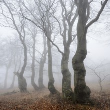 Mysterious forest in the fog, bizarrely overgrown bare beech trees, autumn, Ore Mountains, Czech