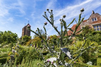 Thistle, garden, Sissinghurst Castle and Garden, Cirrus, Cranbrook, Kent, England, Great Britain