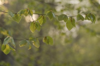 European beech (Fagus sylvatica), beech branch in spring, with fresh beech leaves, Oberhausen, Ruhr