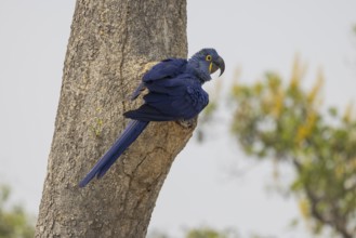 Hyacinth Macaw (Anodorhynchus hyacinthinus), at nesting den, Pantanal, Brazil, South America