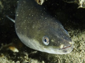 Close-up of a European eel (Anguilla anguilla) on a sandy bottom, dive site Zollbrücke, Rheinau,