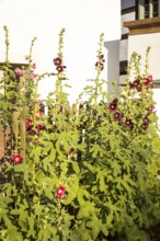 Flowering hollyhocks (Alcea) on a fence on the Anger in Naundorf, Radebeul, Saxony, Germany, Europe