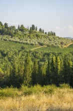 Tuscan landscape, country estate with vineyards, forests, olive trees and cypresses in Chianti,