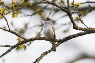 Blackcap (Sylvia atricapilla) adult male, perched on branch singing, Hesse, Germany, Europe