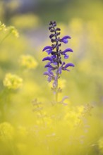 Meadow sage (Salvia pratensis), single flower candle, in yellow field mustard (Sinapis arvensis),