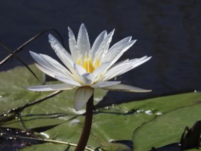 European white water lily with yellow centre on a river with lily pads, Chobe River, Chobe National