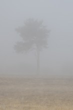 Moorland in the fog, Emsland, Lower Saxony, Germany, Europe