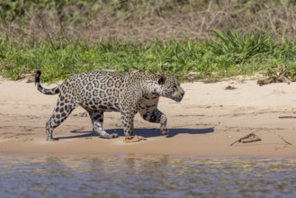 Jaguar (Panthera onca) running across a sandy beach, Pantanal, Brazil, South America