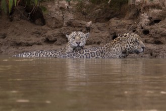 Jaguar (Panthera onca), 2 males swimming, Pantanal, Brazil, South America