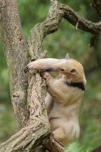 A southern tamandua (Tamandua tetradactyla), climbs up a tree in a forest