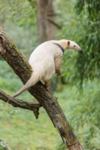 A Southern Tamandua (Tamandua tetradactyla) sits on a leaning tree in a forest and observes its