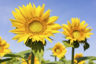 Sunflowers (Helianthus annuus) in bloom in a sunflower field, Hirschstein, Saxony, Germany, Europe