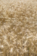 Grain field with ripe ears of wheat (triticum) in front of a blue sky, Riesa, Saxony, Germany,