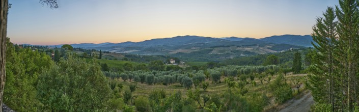 Tuscan landscape at sunrise, country estate with vineyards, forests amd olive trees in Chianti,