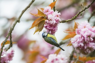 Blue Tit (Cyanistes caeruleus), adult bird perched in a flowering cherry tree, searching for