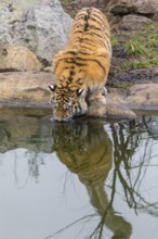 Female adult Siberian Tiger, Panthera tigris altaica drinking water from a pond. Front view with