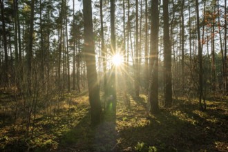 Forest of Scots pines (Pinus sylvestris), sunset, Sonnenstern, Lower Saxony, Germany, Europe