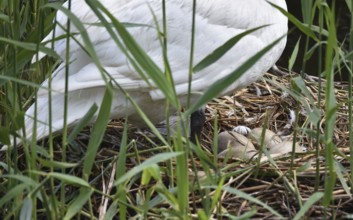 Mute swan (Cygnus olor) with eggs, clutch in nest