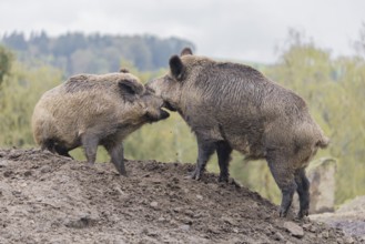 Two adult male wild boars (Sus scrofa) fight on a small hill. In the background you can see a