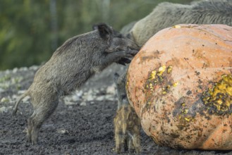 A herd of wild boar (Sus scrofa) stands in a clearing and eats a giant pumpkin