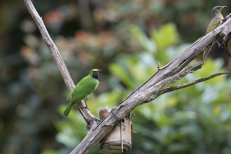 Golden-fronted Leafbird (Chloropsis aurifrons), Kaeng Krachan National Park, Thailand, Asia