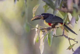 Brown-eared Aracari (Pteroglossus castanotis), between leaves, Pantanal, Brazil, South America