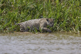 Jaguar (Panthera onca) in the water, Pantanal, Brazil, South America