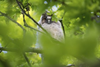 Long-eared owl (Asio otus), young bird, just fledged, nest fledgling, Bottrop, Ruhr area, North