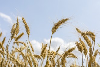 Grain field with ripe ears of wheat (triticum) in front of a blue sky, Riesa, Saxony, Germany,