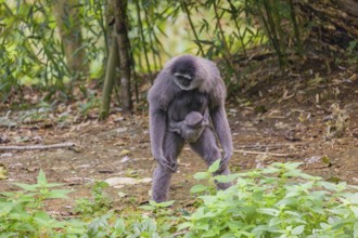 A female silver gibbon (Hylobates moloch) or Java gibbon walks across the forest floor with her