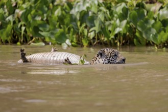 Jaguar (Panthera onca) with dead spectacled caiman (Caiman yacare), swimming in water Tree trunk,