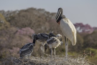 Jabiru (Jabiru mycteria), nest, adult bird with 3 young birds, Pantanal, Brazil, South America