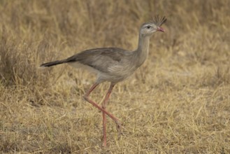 Red-footed seriema (Cariama cristata), grass savannah, Pantanal, Brazil, South America