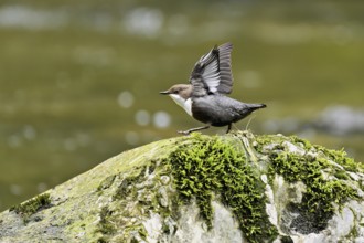 White-throated Dipper (Cinclus cinclus), standing on rock, Canton Zurich, Switzerland, Europe