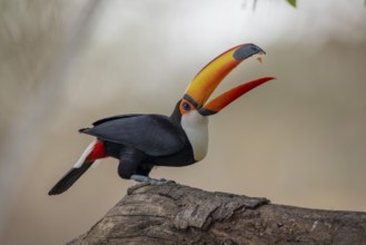 Giant toucan (Ramphastos toco), throws up food, Pantanal, Brazil, South America