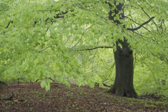 European beech (Fagus sylvatica), beech forest in spring, single tree with fresh beech leaves,