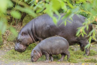 A baby pygmy hippopotamus and its mother (Choeropsis liberiensis) eating grass at a feeding site