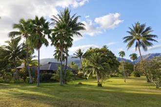 Reception, Building, Garden, Coconut palm (Cocos nucifera), Mountain, Evening sun, Royal, Tahitien