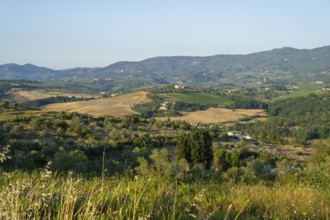 Tuscan landscape, country estate with vineyards, forests, olive trees and cypresses in Chianti,