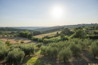 Tuscan landscape, country estate with, olive trees and forests in Chianti, Chianti Region, Tuscany,